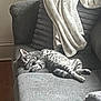 cat, tabby_cat, gray_cat, couch, sofa, blanket, indoor, relaxing, resting, furniture, pet, animal, cozy, sleepy, living_room, home, fur, paw, whiskers, comfort