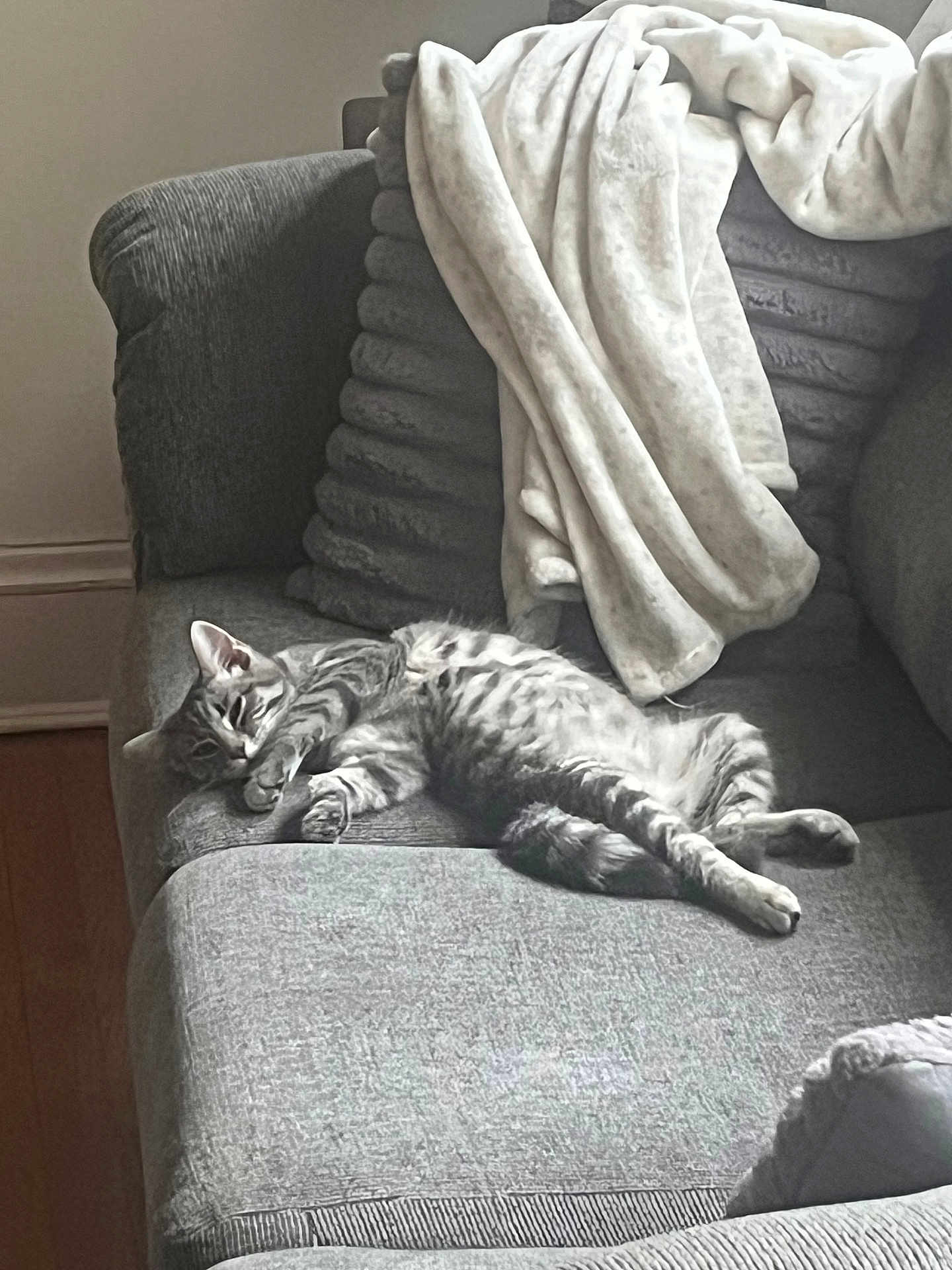 Chantel joined the competition — help win amazing prizes! cat, tabby_cat, gray_cat, couch, sofa, blanket, indoor, relaxing, resting, furniture, pet, animal, cozy, sleepy, living_room, home, fur, paw, whiskers, comfort