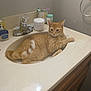 Honey Reginald is registered to the contest to win money with this photo: bathroom, cat, countertop, cupboard, domestic, ears, faucet, fur, household, indoor, orange_tabby, pet, relaxed, resting, sink, tail, toiletries, towel_ring, wall, whiskers
