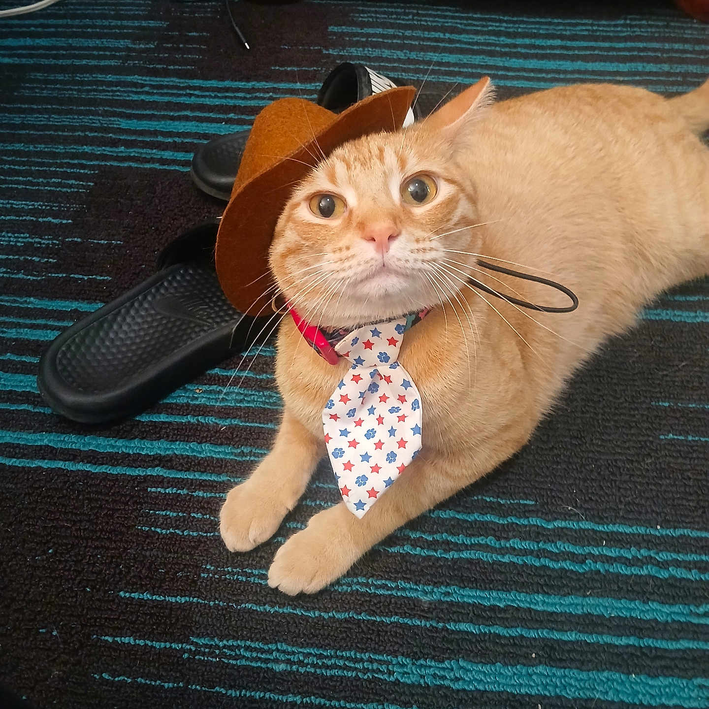 Honey Reginald joined the competition — help win amazing prizes! animal, carpet, cat, collar, costume, cute, ears, feline, footwear, hat, indoor, orange_tabby, paws, pet, playful, resting, slippers, striped_carpet, tie, whiskers