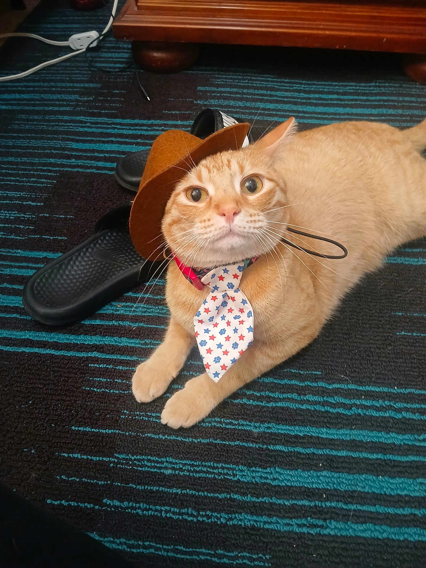 Honey Reginald joined the competition — help win amazing prizes! animal, carpet, cat, collar, costume, cute, ears, feline, footwear, hat, indoor, orange_tabby, paws, pet, playful, resting, slippers, striped_carpet, tie, whiskers
