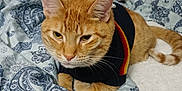 Honey Reginald joined the competition — help win amazing prizes! animal, bedroom, blanket, cat, clothing, comfort, cozy, cute, domestic_cat, fur, ginger_cat, indoor, orange_fur, patterned_blanket, pet, relaxed, resting, sweater, tail, whiskers