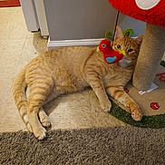 Honey Reginald is registered to the contest to win money with this photo: animal, bird_toy, carpet, cat, curious, ears, feline, floor, home, indoor, mushroom_shape, orange_tabby, paws, pet, playful, relaxed, scratching_post, tile_floor, toy, whiskers