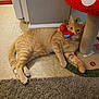 animal, bird_toy, carpet, cat, curious, ears, feline, floor, home, indoor, mushroom_shape, orange_tabby, paws, pet, playful, relaxed, scratching_post, tile_floor, toy, whiskers