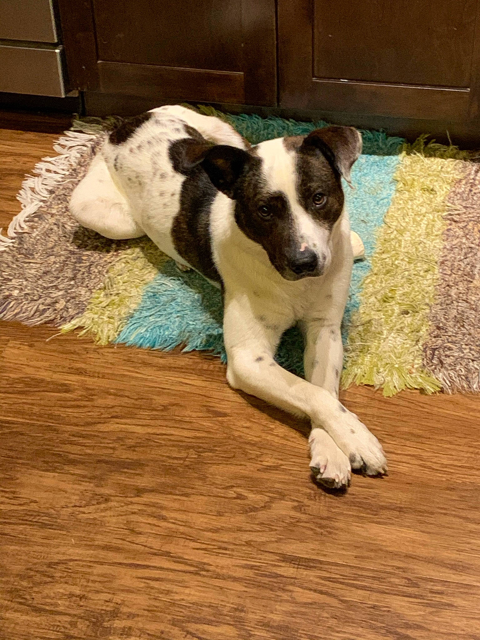 Dee is registered to the contest to win money with this photo: canidae, carnivore, companion_dog, dog, dog_breed, dog_supply, fawn, flooring, fur, grass, hardwood, paw, pet_supply, snout, sporting_group, tail, terrestrial_animal, varnish, wood, working_animal