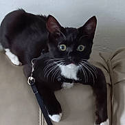 Miso Ii joined the competition — help win amazing prizes! cat, black_and_white, tuxedo_cat, leash, harness, couch, indoor, pet, whiskers, wide_eyes, curious, feline, animal, domestic, fur, paw, resting, close_up, looking, house