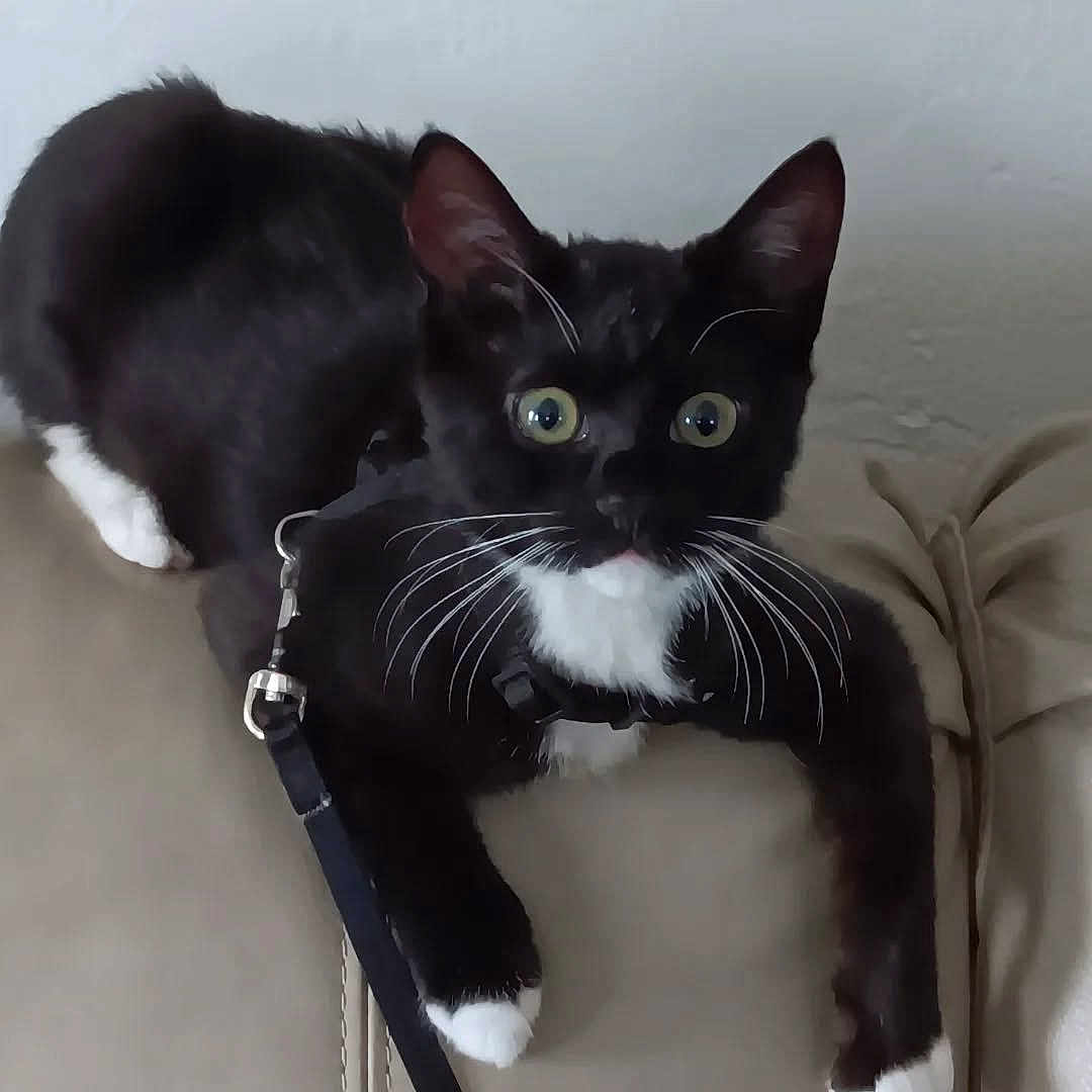 Miso Ii joined the competition — help win amazing prizes! cat, black_and_white, tuxedo_cat, leash, harness, couch, indoor, pet, whiskers, wide_eyes, curious, feline, animal, domestic, fur, paw, resting, close_up, looking, house