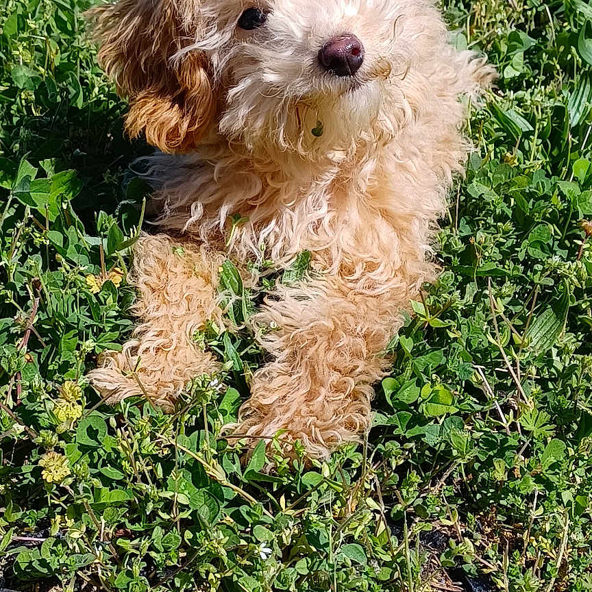 Omari joined the competition — help win amazing prizes! animal, canine, dog, field, flower, grass, grassland, green, herbal, herbs, lawn, nature, pet, plant, poodle, puppy, soil, terrier, vegetation, whitedog