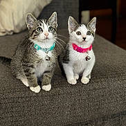 Miko And Maggie joined the competition — help win amazing prizes! cat, kitten, two_cats, animal, pet, sitting, portrait, indoors, sofa, couch, gray_fur, tabby, white_fur, collar, bell, pink_collar, turquoise_collar, whiskers, pointed_ears, cute