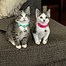 cat, kitten, two_cats, animal, pet, sitting, portrait, indoors, sofa, couch, gray_fur, tabby, white_fur, collar, bell, pink_collar, turquoise_collar, whiskers, pointed_ears, cute