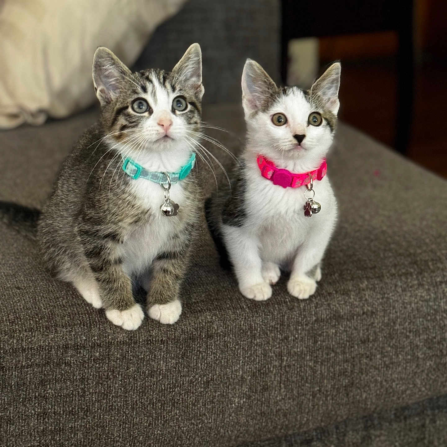 Miko And Maggie joined the competition — help win amazing prizes! cat, kitten, two_cats, animal, pet, sitting, portrait, indoors, sofa, couch, gray_fur, tabby, white_fur, collar, bell, pink_collar, turquoise_collar, whiskers, pointed_ears, cute