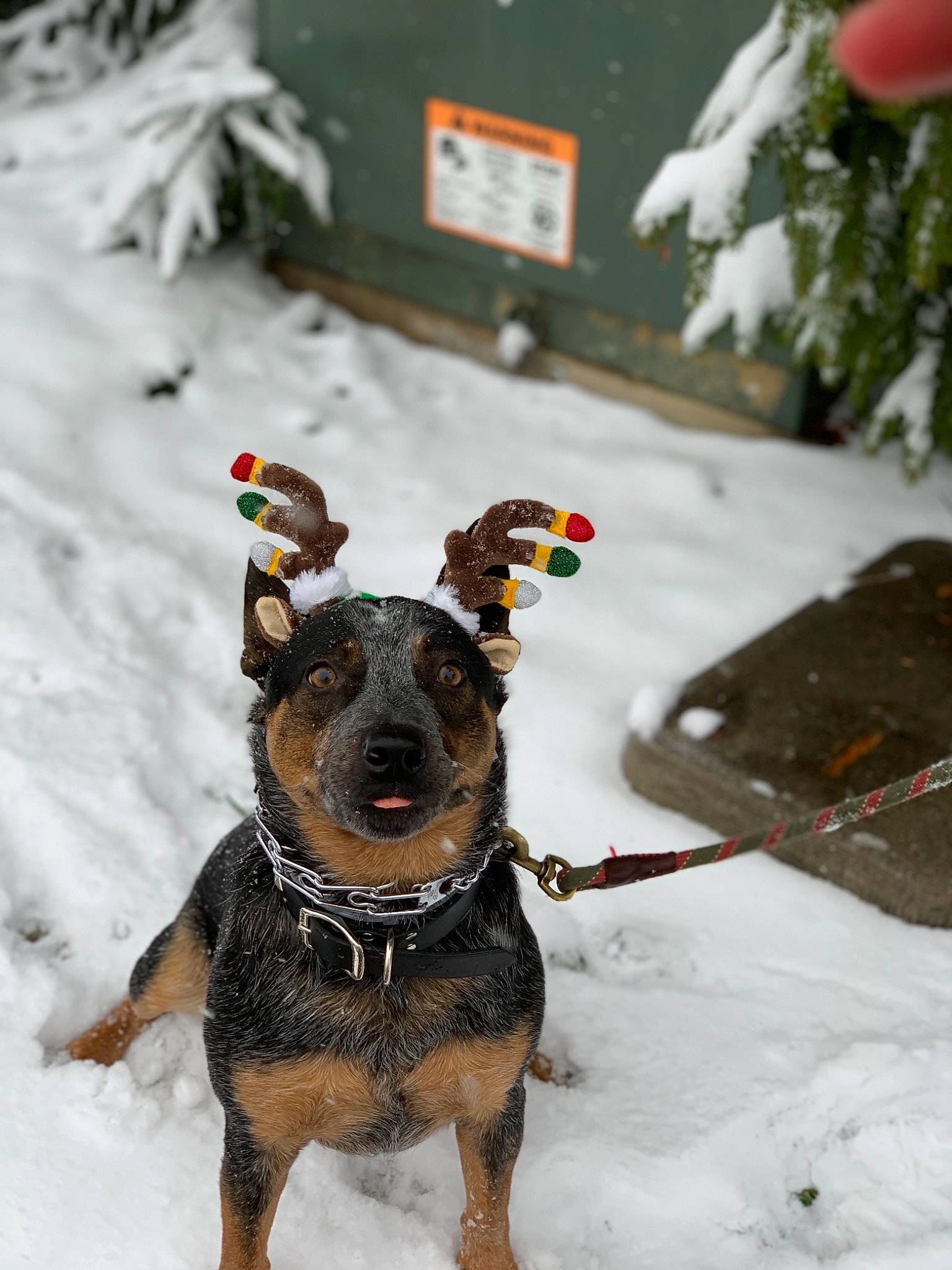 Bandit is registered to the contest to win money with this photo: canidae, carnivore, collar, companion_dog, dog, dog_breed, dog_collar, dog_supply, freezing, geological_phenomenon, guard_dog, hunting_dog, ice, paw, precipitation, snout, snow, sporting_group, winter, working_animal