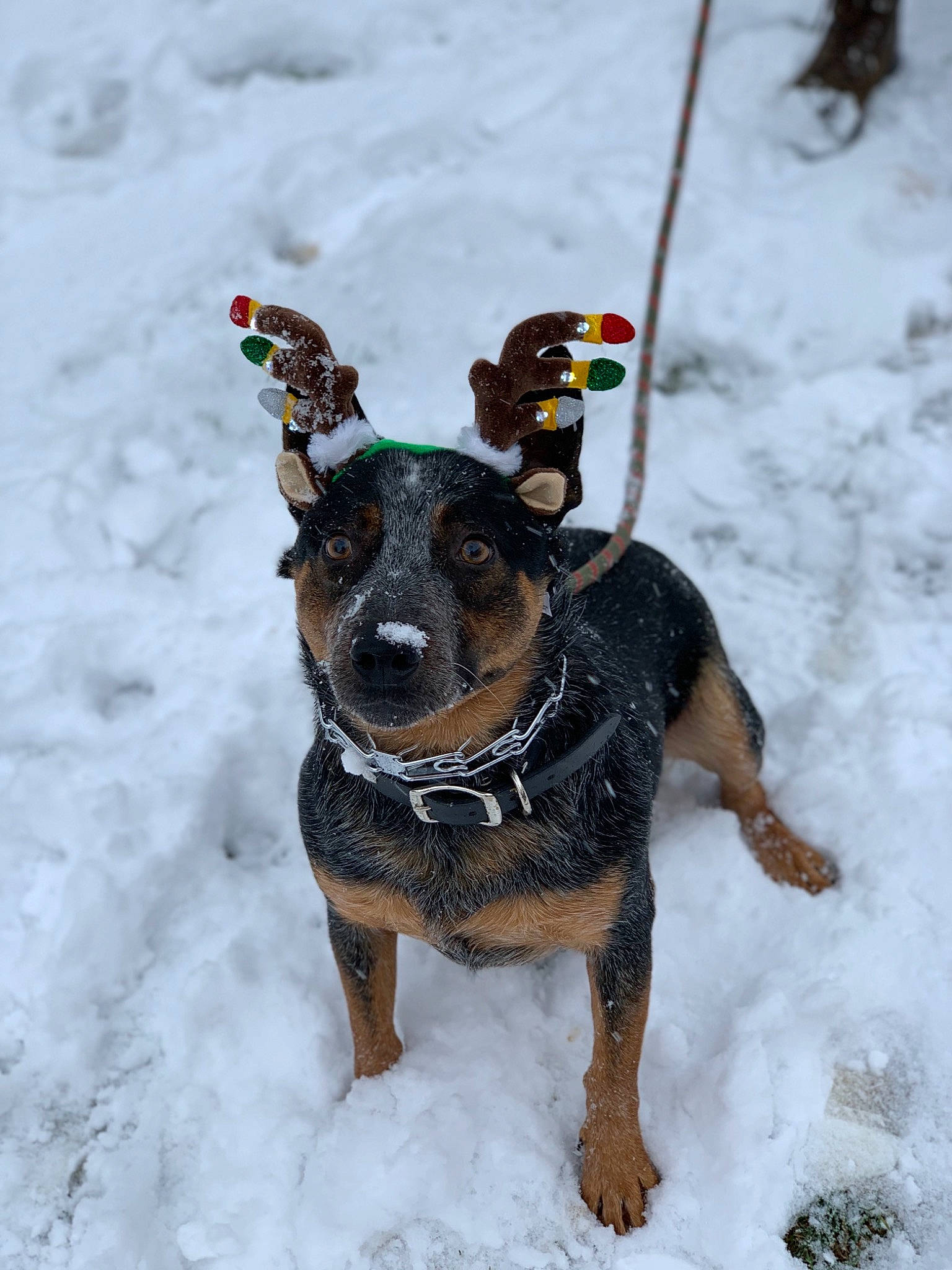 Bandit joined the competition — help win amazing prizes! canidae, carnivore, collar, companion_dog, dog, dog_breed, dog_supply, fawn, freezing, fur, geological_phenomenon, glacial_landform, hunting_dog, ice, precipitation, snout, snow, sporting_group, winter, working_animal