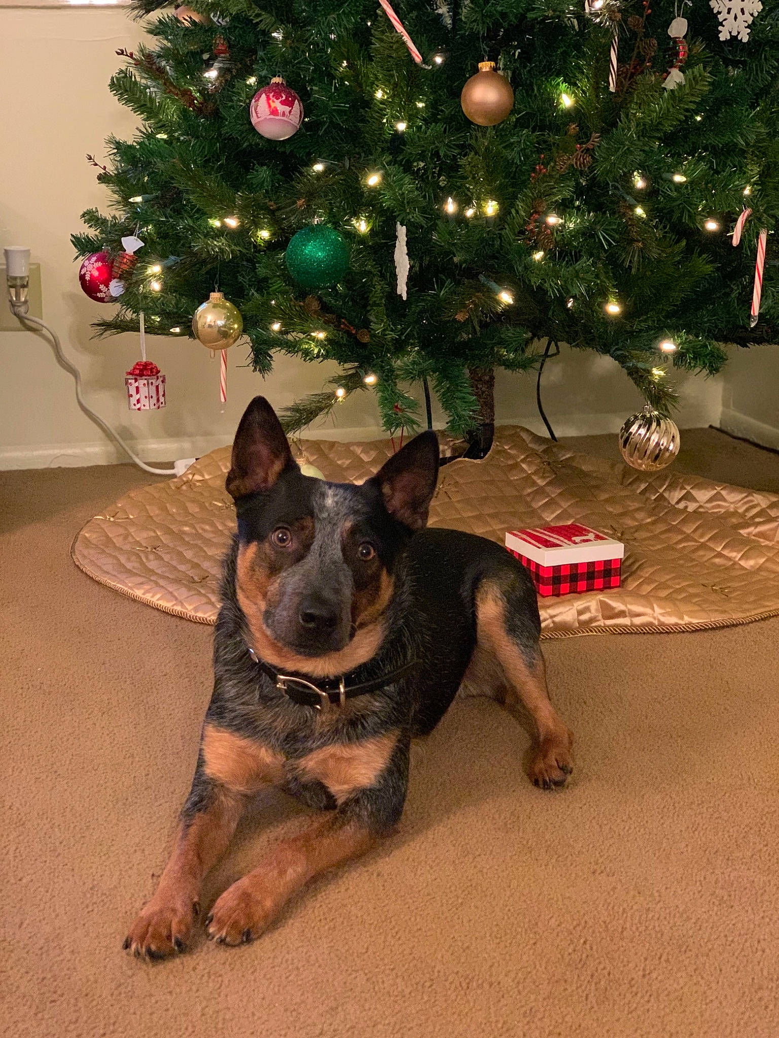 Bandit joined the competition — help win amazing prizes! carnivore, christmas, christmas_decoration, christmas_eve, christmas_ornament, christmas_tree, collar, dog, dog_breed, dog_supply, german_shepherd_dog, guard_dog, holiday, holiday_ornament, interior_design, king_shepherd, old_german_shepherd_dog, snout, sporting_group, vertebrate