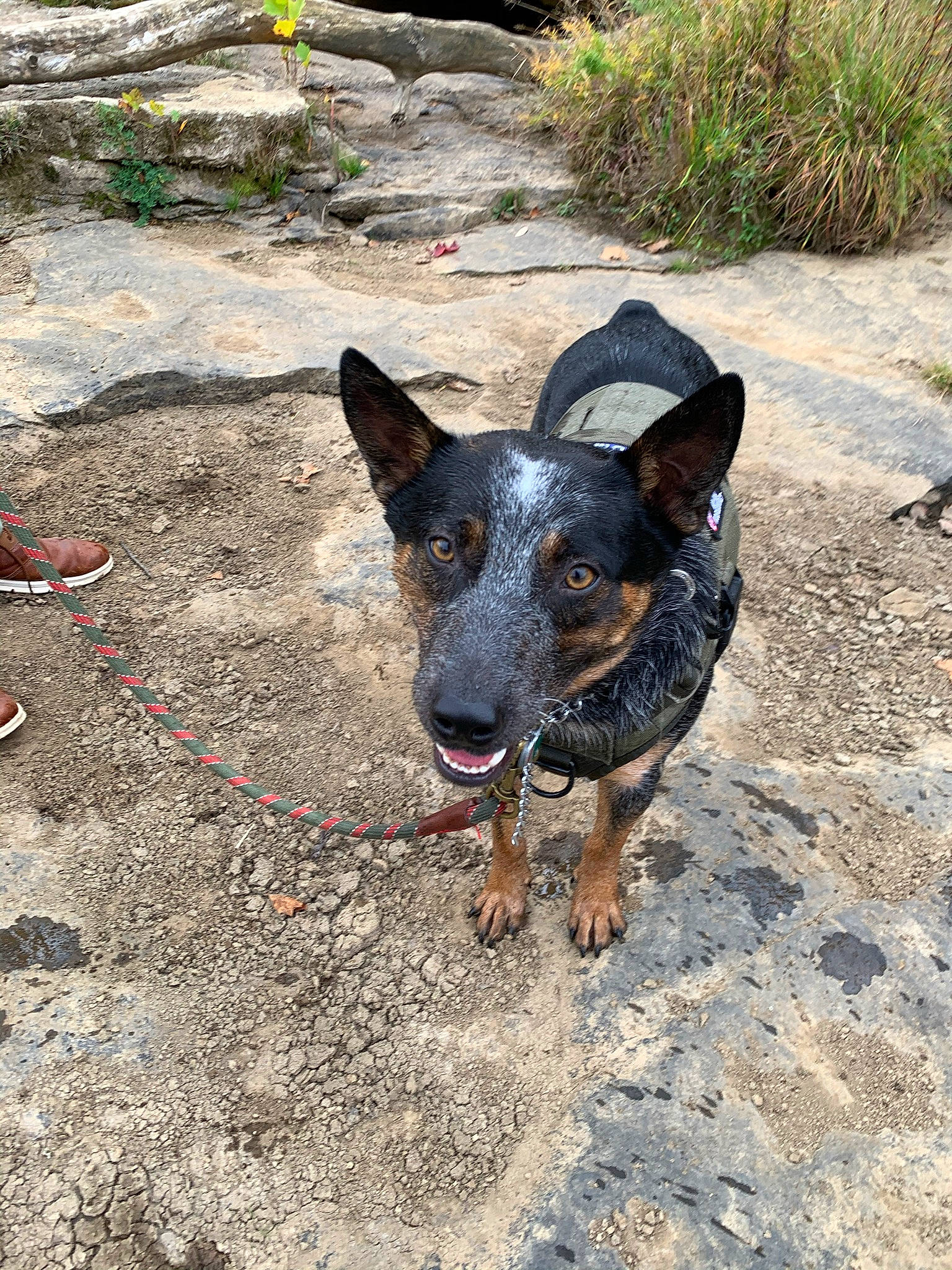Bandit joined the competition — help win amazing prizes! australian_cattle_dog, australian_stumpy_tail_cattle_dog, canidae, carnivore, dog, dog_breed, herding_dog, koolie, lancashire_heeler, mammal, rare_breed_dog, snout, texas_heeler, vertebrate, working_dog