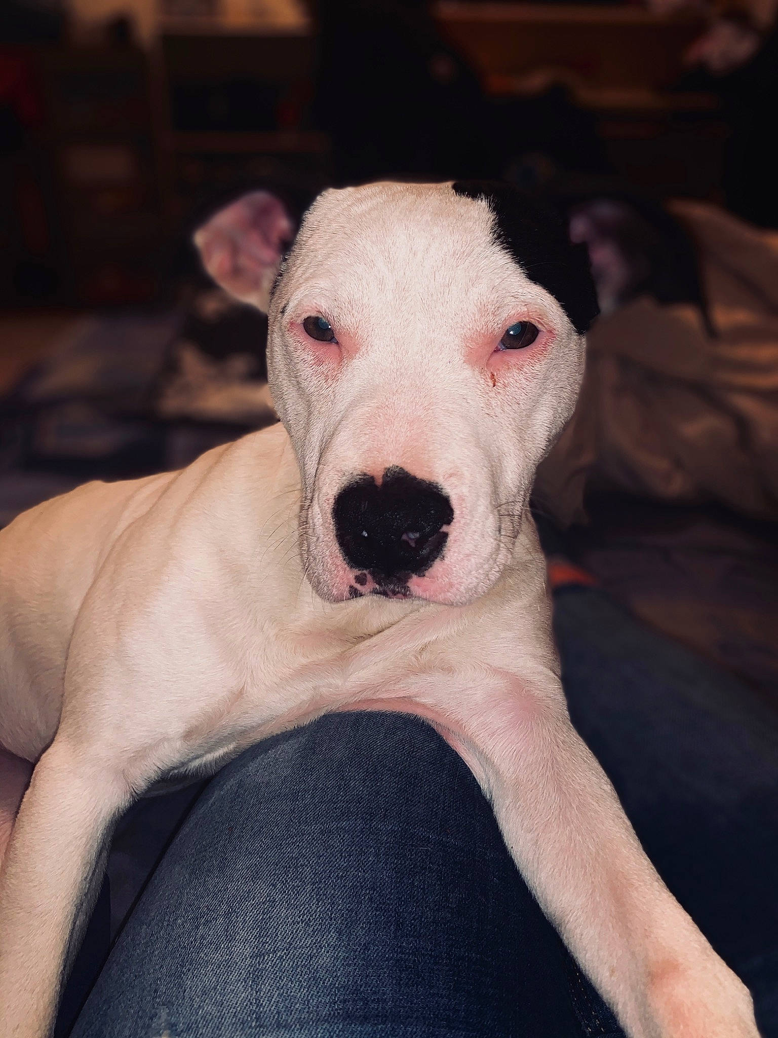 Polia participe au concours pour gagner de l'argent avec cette photo : bull_and_terrier, bull_terrier, bull_terrier_miniature, canidae, carnivore, cordoba_fighting_dog, dog, dog_breed, dogo_argentino, dogo_guatemalteco, english_white_terrier, fawn, gull_terr, mammal, non_sporting_group, nose, old_english_terrier, rare_breed_dog, snout, vertebrate