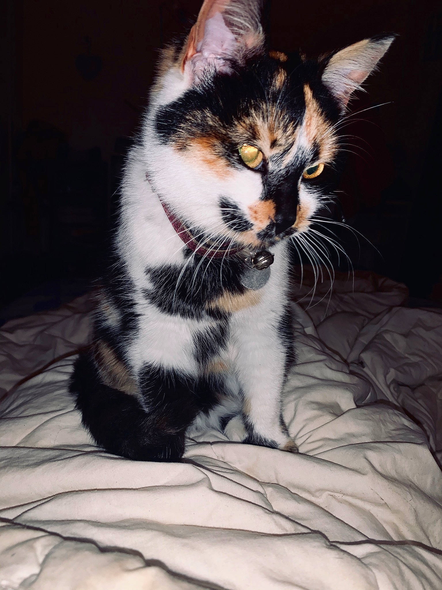 Nina a rejoint le concours — aidez-le/la à gagner de superbes lots ! aegean_cat, american_shorthair, american_wirehair, asian, carnivore, cat, claw, domestic_short_haired_cat, european_shorthair, felidae, fur, kitten, mammal, paw, polydactyl_cat, small_to_medium_sized_cats, tabby_cat, tail, whiskers