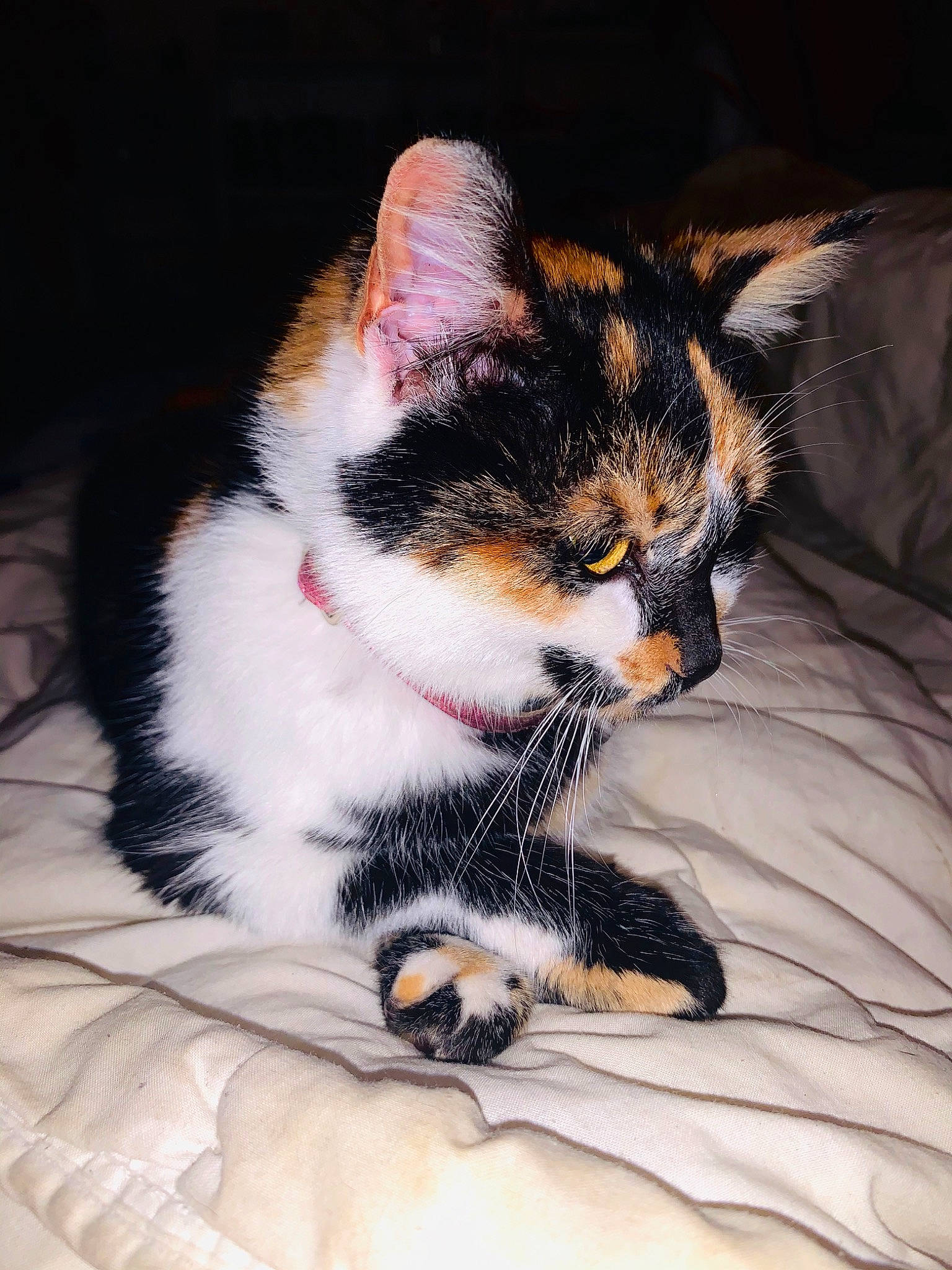 Nina a rejoint le concours — aidez-le/la à gagner de superbes lots ! american_shorthair, american_wirehair, asian, carnivore, cat, claw, domestic_short_haired_cat, european_shorthair, felidae, fur, kitten, paw, polydactyl_cat, small_to_medium_sized_cats, tabby_cat, whiskers