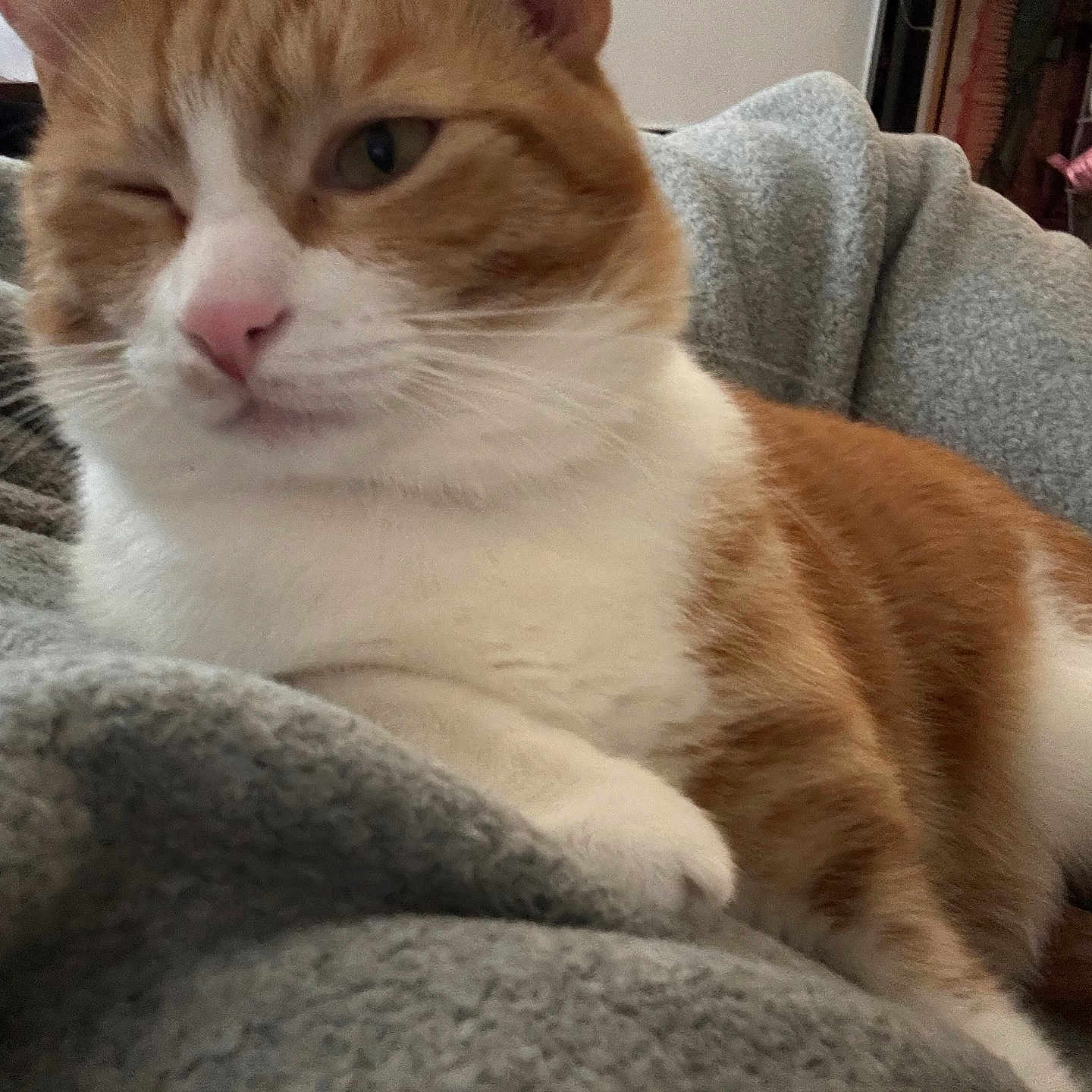 Pochito joined the competition — help win amazing prizes! animal, blanket, cat, closeup, comfort, cozy, cute, domestic, feline, fur, indoor, orange_cat, paw, pet, relaxed, resting, soft, whiskers, white_cat, winking