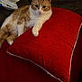 cat, orange_cat, white_cat, pet, indoor, couch, pillow, red_pillow, relaxed, feline, fur, animal, cute, resting, looking, whiskers, ears, paw, home, cozy