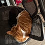 cat, orange_cat, black_cat, chair, mesh_chair, indoor, pet, nap, feline, animal, fur, resting, floor, wood_floor, box, beverage_box, dr_pepper, closeup, cozy, two_cats