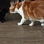 cat, kitten, orange_cat, black_cat, floor, wooden_floor, pet, animal, indoor, curious, sniffing, small, feline, domestic_cat, two_cats, walking, side_view, mammal, cute, interaction
