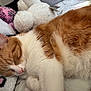 cat, sleeping, orange_and_white, fur, whiskers, ear, nose, blanket, plush_toy, soft_texture, cozy, rest, indoor, close_up, pet, animal, cute, relaxation, comfort, nap