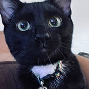 Nyx is registered to the contest to win money with this photo: animal, black_cat, black_fur, cat, close_up, collar, curious, cute, domestic_cat, face, fur, green_eyes, head, indoor, looking, pet, portrait, tag, whiskers, white_patch