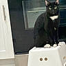 Nyx joined the competition — help win amazing prizes! cat, black_cat, white_paws, white_chest, plastic_stool, kitchen, appliance, oven, cabinet, floor, curious, indoor, pet, feline, animal, sitting, green_eyes, domestic, household, fur