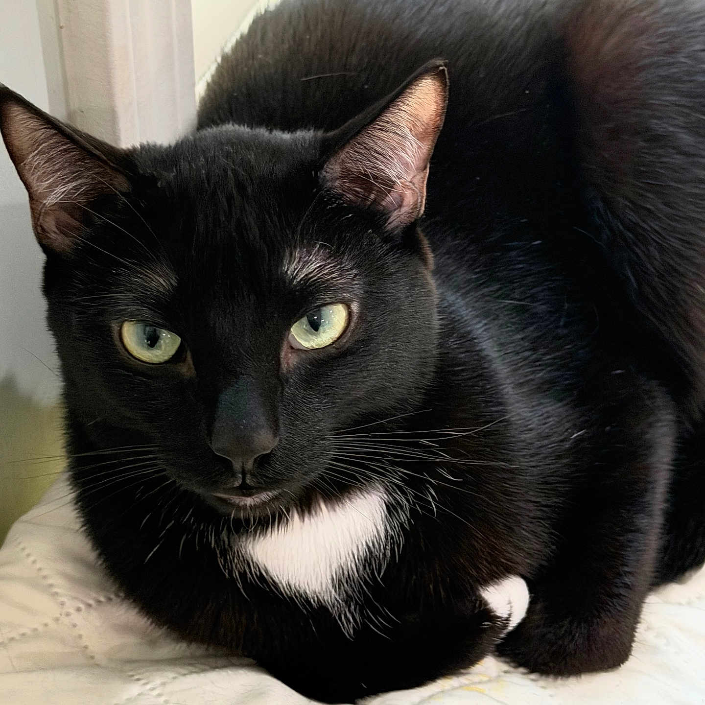 Nyx is registered to the contest to win money with this photo: cat, black_cat, green_eyes, white_chest, feline, pet, animal, indoor, resting, close_up, fur, whiskers, portrait, cute, domestic_cat, relaxed, looking_at_camera, quilted_surface, ears, muzzle