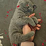 Grizzly a rejoint le concours — aidez-le/la à gagner de superbes lots ! kitten, gray_cat, sleeping, hand, hugging, couch, cozy, pet, feline, cute, paw, fur, domestic_animal, resting, love, heart_overlay, indoor, human_hand, nap, adorable