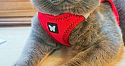 Grizzly participe au concours pour gagner de l'argent avec cette photo : amber_eyes, animal, butterfly_patch, cat, close_up, cute, domestic_cat, ears, feline, fur, gray_cat, harness, indoor, looking, paws, pet, red_harness, resting, whiskers, wooden_table