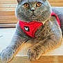 Grizzly participe au concours pour gagner de l'argent avec cette photo : cat, gray_cat, pet, feline, harness, red_harness, butterfly_patch, wooden_table, indoor, close_up, whiskers, ears, paws, fur, animal, cute, resting, looking, amber_eyes, domestic_cat