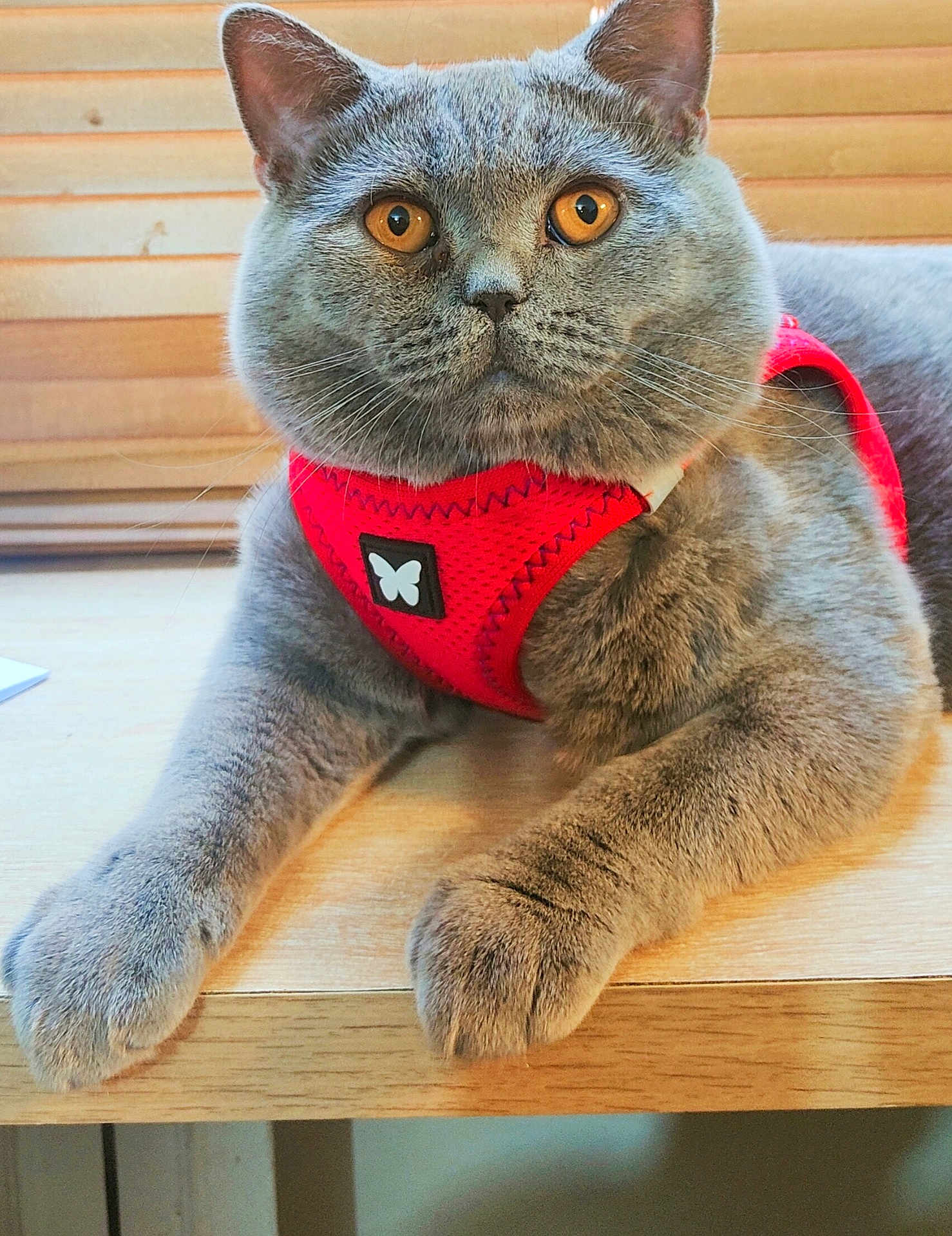 Grizzly participe au concours pour gagner de l'argent avec cette photo : cat, gray_cat, pet, feline, harness, red_harness, butterfly_patch, wooden_table, indoor, close_up, whiskers, ears, paws, fur, animal, cute, resting, looking, amber_eyes, domestic_cat