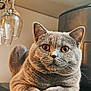 cat, gray_cat, pet, animal, indoor, kitchen, countertop, wine_glasses, glassware, feline, whiskers, ears, orange_eyes, domestic, relaxed, curious, close_up, mammal, cute, fur