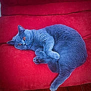 Grizzly participe au concours pour gagner de l'argent avec cette photo : animal, blue_gray, camera_facing, cat, color_contrast, couch, eyes_open, feline, furniture, home, indoor, lounging, lying_down, paws, pet, portrait, red, sleeping, sofa, tail