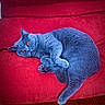 cat, feline, pet, animal, blue_gray, lying_down, lounging, sleeping, couch, sofa, red, indoor, home, furniture, portrait, camera_facing, eyes_open, tail, paws, color_contrast