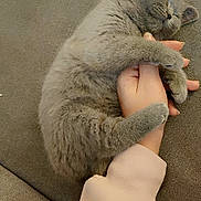 Grizzly a rejoint le concours — aidez-le/la à gagner de superbes lots ! cat, gray_cat, sleeping, hand, claw, couch, soft_furniture, furry, pet, nap, cozy, domestic_animal, animal, resting, cute, clutching, relaxation, indoor, feline, human_hand