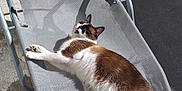 Bibou a rejoint le concours — aidez-le/la à gagner de superbes lots ! cat, lounger, sunlight, outdoor, relaxed, brown_and_white, pet, feline, mesh, chair, concrete, shadow, resting, daylight, domestic_animal, animal, quiet, calm, summer, sunny