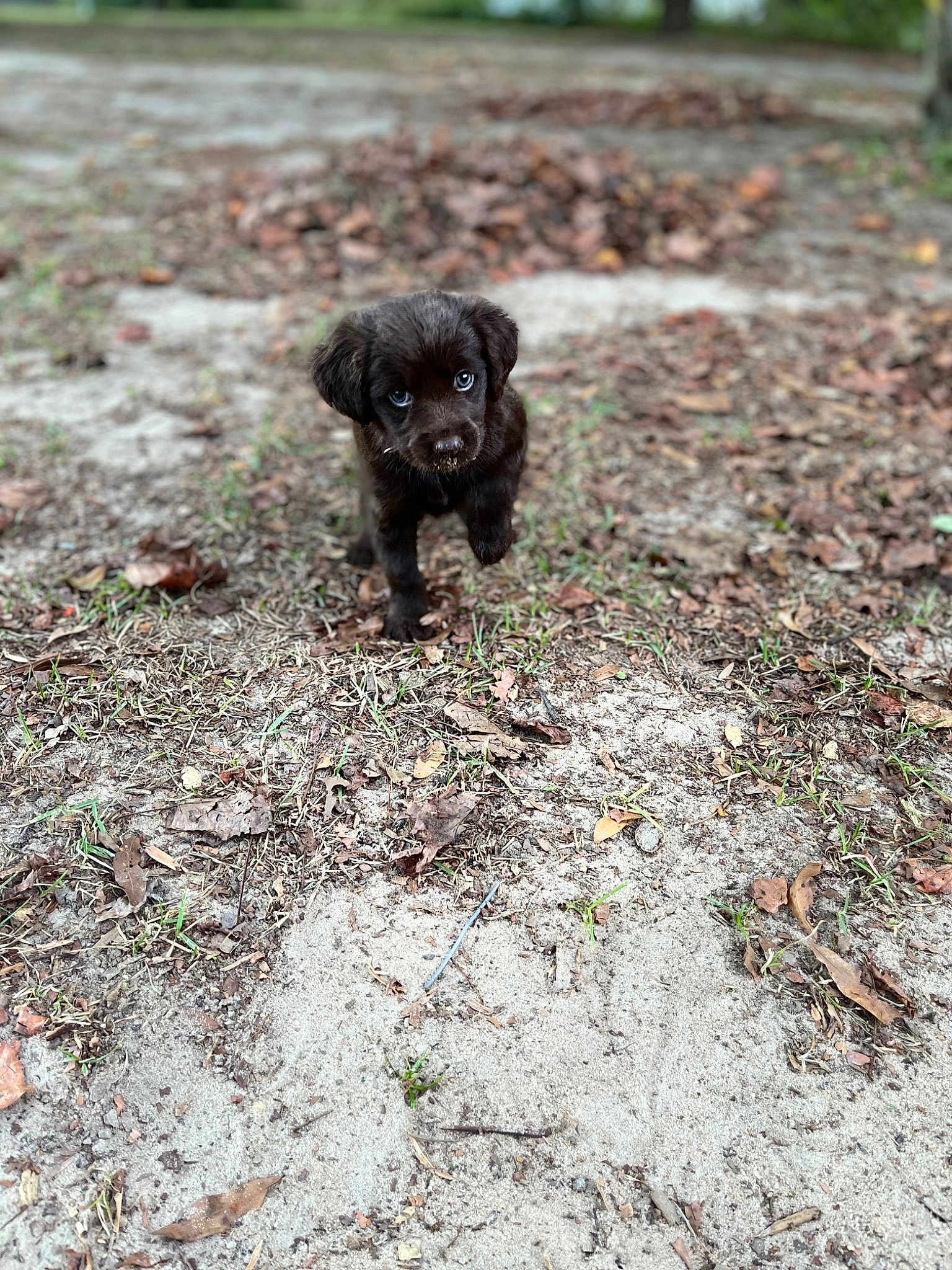 Josie