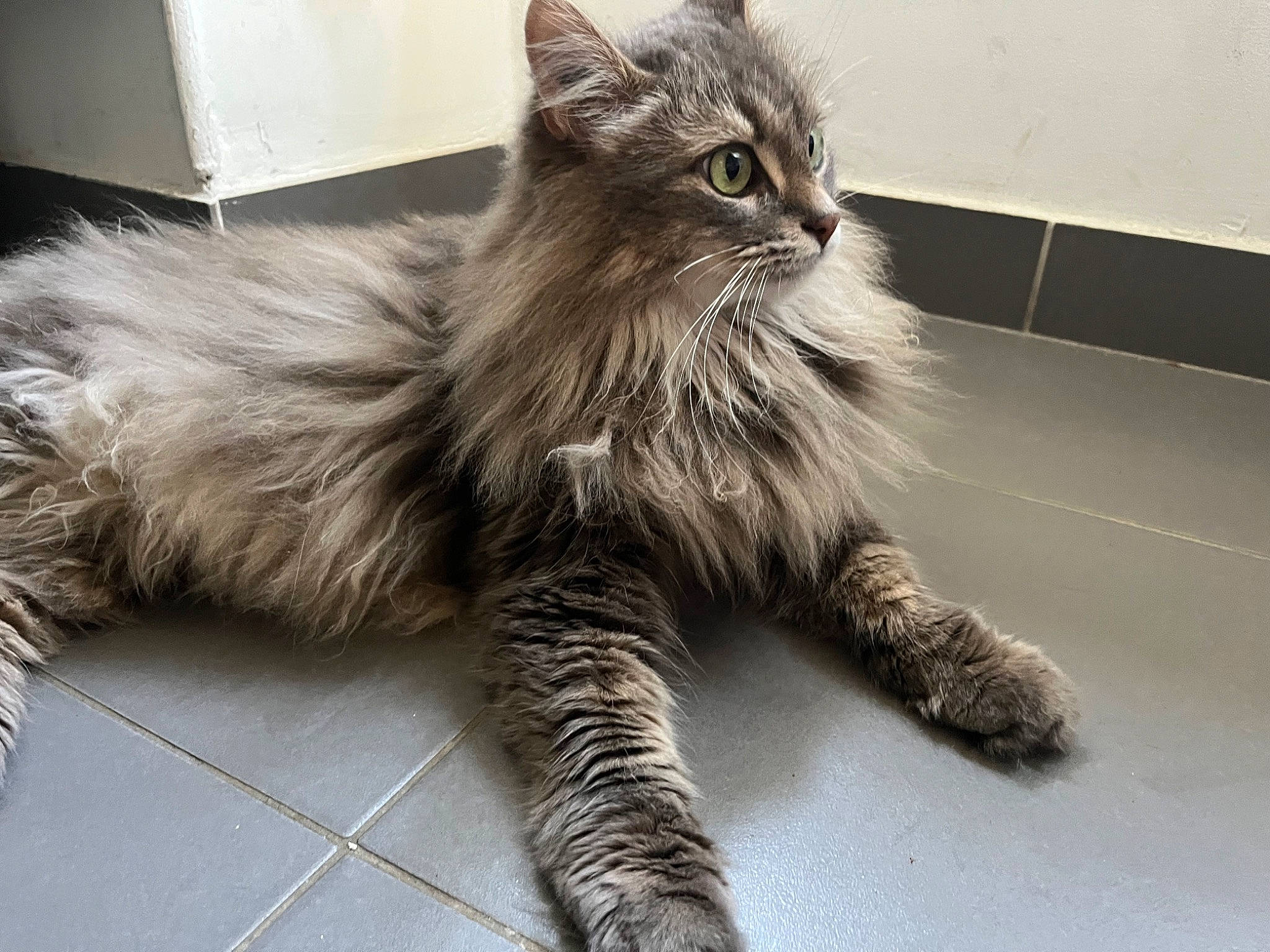 Gucci a rejoint le concours — aidez-le/la à gagner de superbes lots ! carnivore, cat, claw, comfort, felidae, flooring, foot, fur, maine_coon, metal, paw, sitting, small_to_medium_sized_cats, snout, tail, terrestrial_animal, whiskers