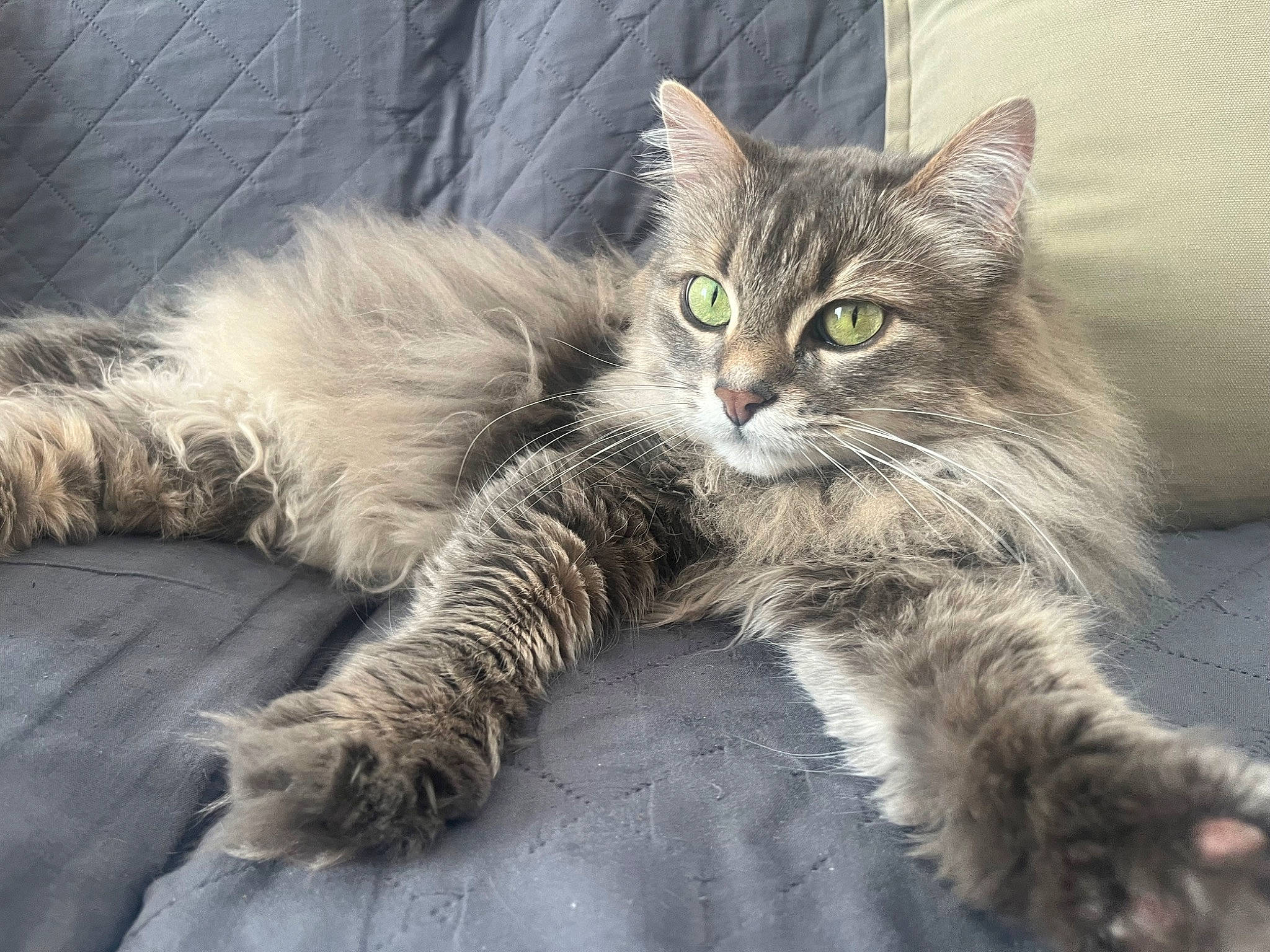 Gucci participe au concours pour gagner de l'argent avec cette photo : carnivore, cat, claw, comfort, domestic_short_haired_cat, eye, felidae, fur, maine_coon, paw, sitting, small_to_medium_sized_cats, snout, tail, terrestrial_animal, whiskers, wildlife