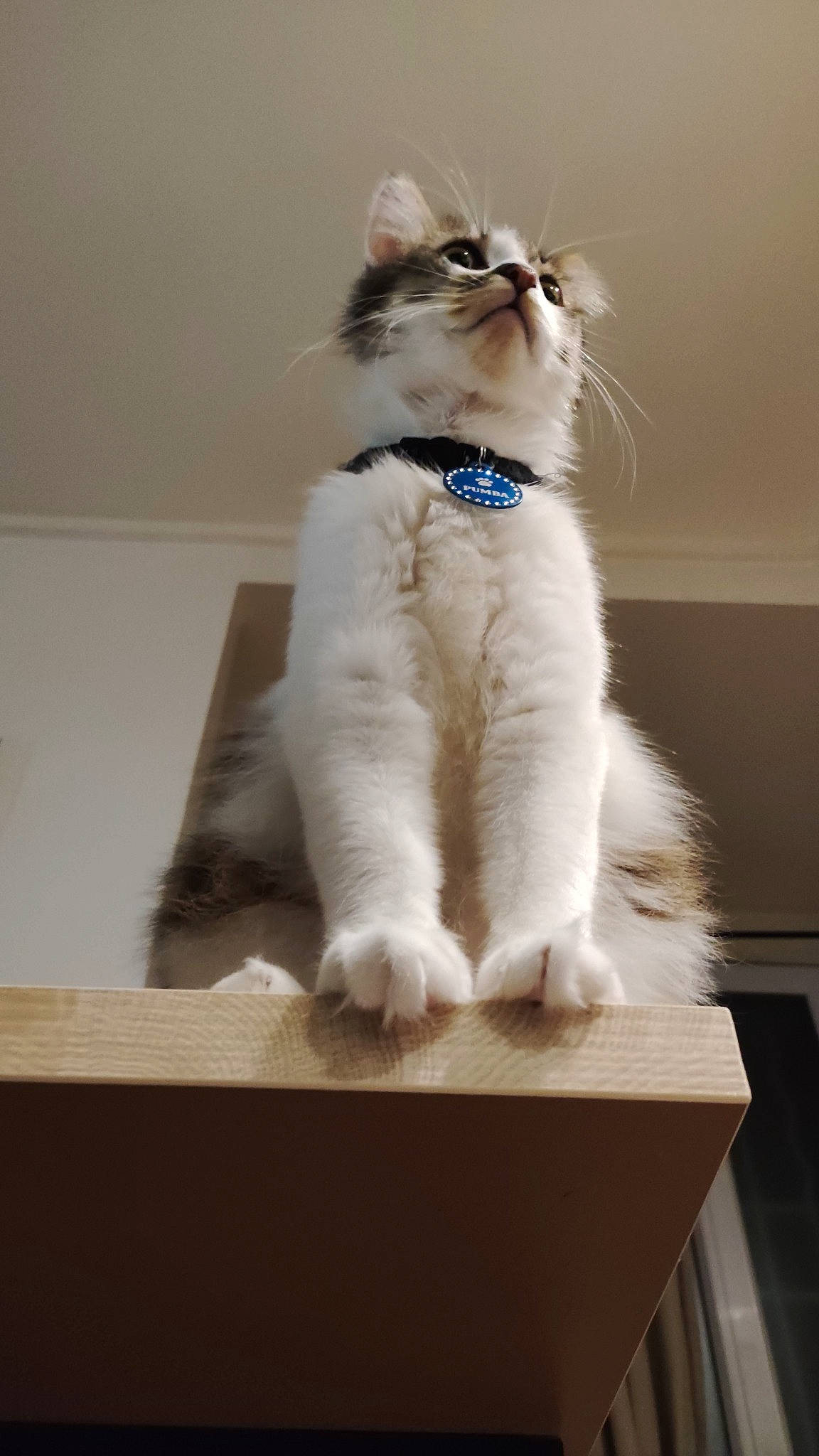 Pumba participe au concours pour gagner de l'argent avec cette photo : box, british_longhair, carnivore, cat, claw, domestic_short_haired_cat, fashion_accessory, fawn, felidae, flooring, formal_wear, fur, paper_product, paw, sitting, small_to_medium_sized_cats, snout, tail, whiskers, wood