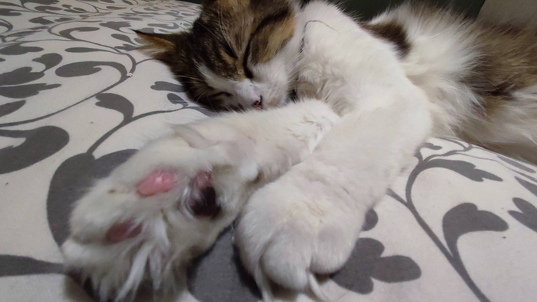 Pumba participe au concours pour gagner de l'argent avec cette photo : carnivore, cat, claw, comfort, dog_breed, domestic_short_haired_cat, felidae, fur, nap, paw, sleep, small_to_medium_sized_cats, snout, tail, whiskers