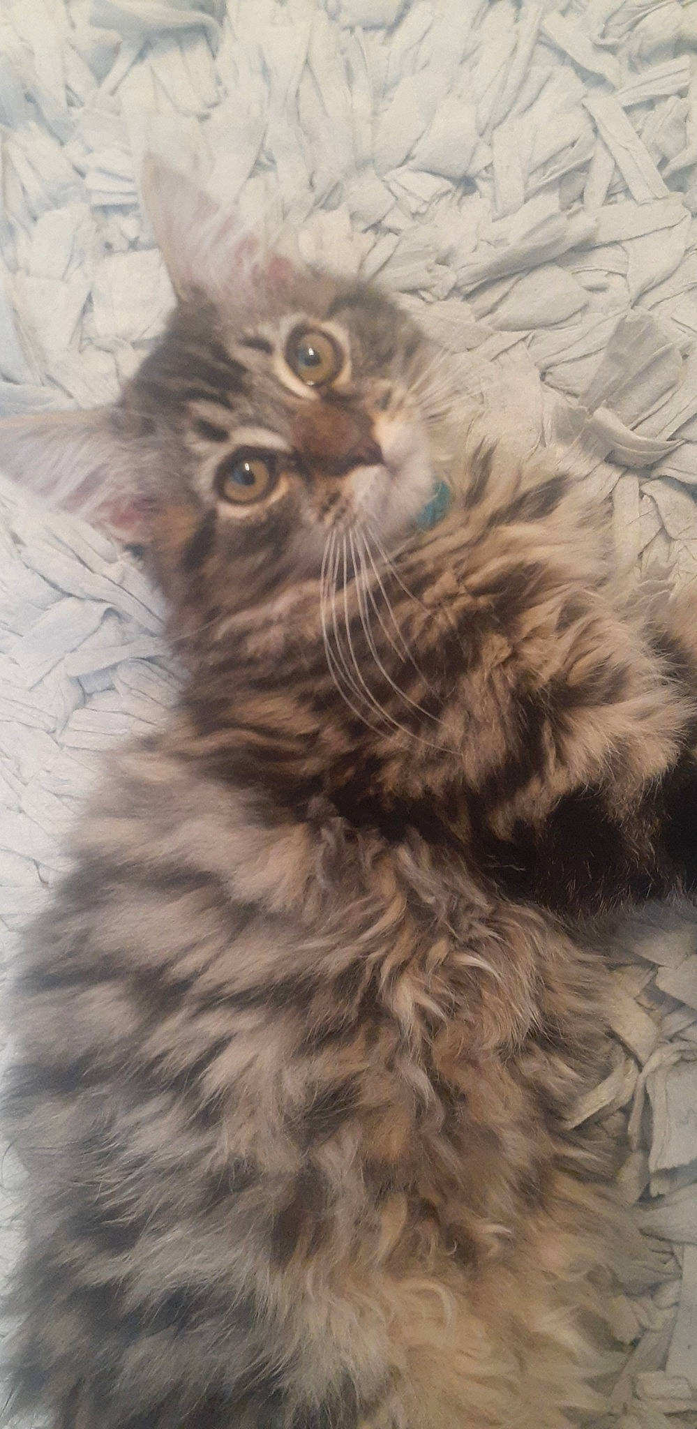 Toulouse joined the competition — help win amazing prizes! bird_of_prey, carnivore, cat, claw, close_up, eye, feather, felidae, fur, grey, hair, head, human_body, plant, small_to_medium_sized_cats, snout, tail, terrestrial_animal, tire, whiskers