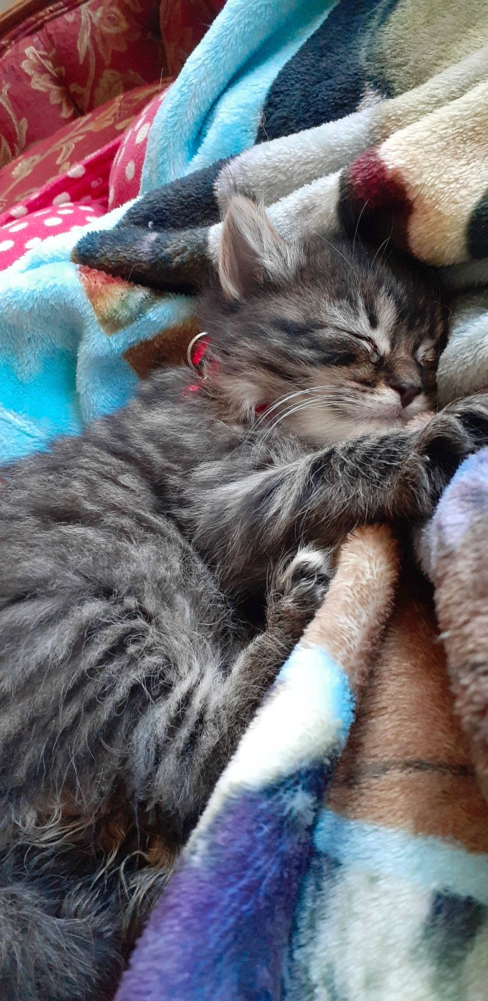 Toulouse joined the competition — help win amazing prizes! carnivore, cat, claw, comfort, domestic_short_haired_cat, felidae, fur, grey, human_leg, nap, paw, sand, sleep, small_to_medium_sized_cats, snout, tail, terrestrial_animal, whiskers