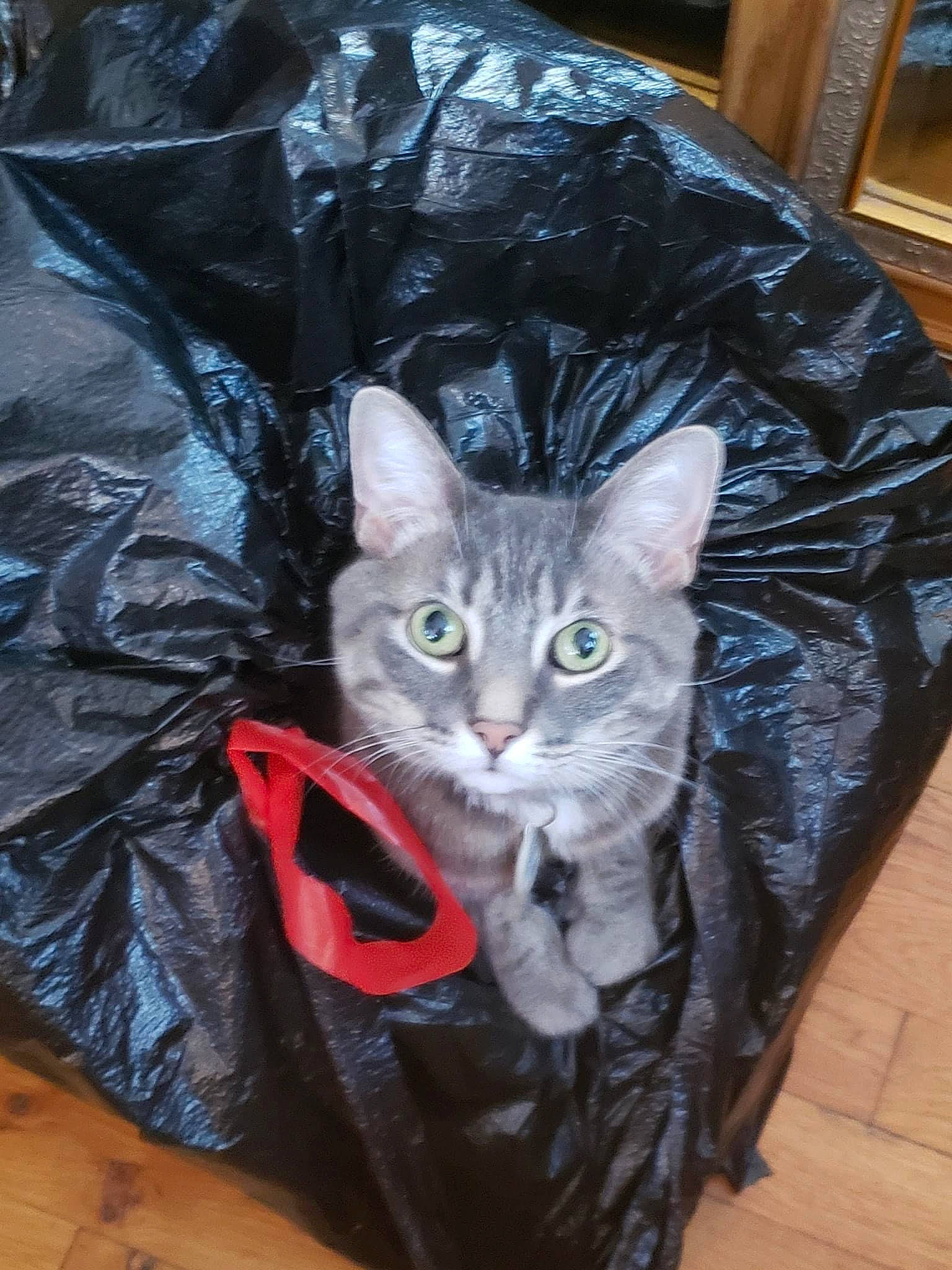 Leo is registered to the contest to win money with this photo: american_shorthair, asian, bin_bag, carnivore, cat, domestic_long_haired_cat, domestic_short_haired_cat, european_shorthair, felidae, fur, german_rex, kitten, small_to_medium_sized_cats, whiskers