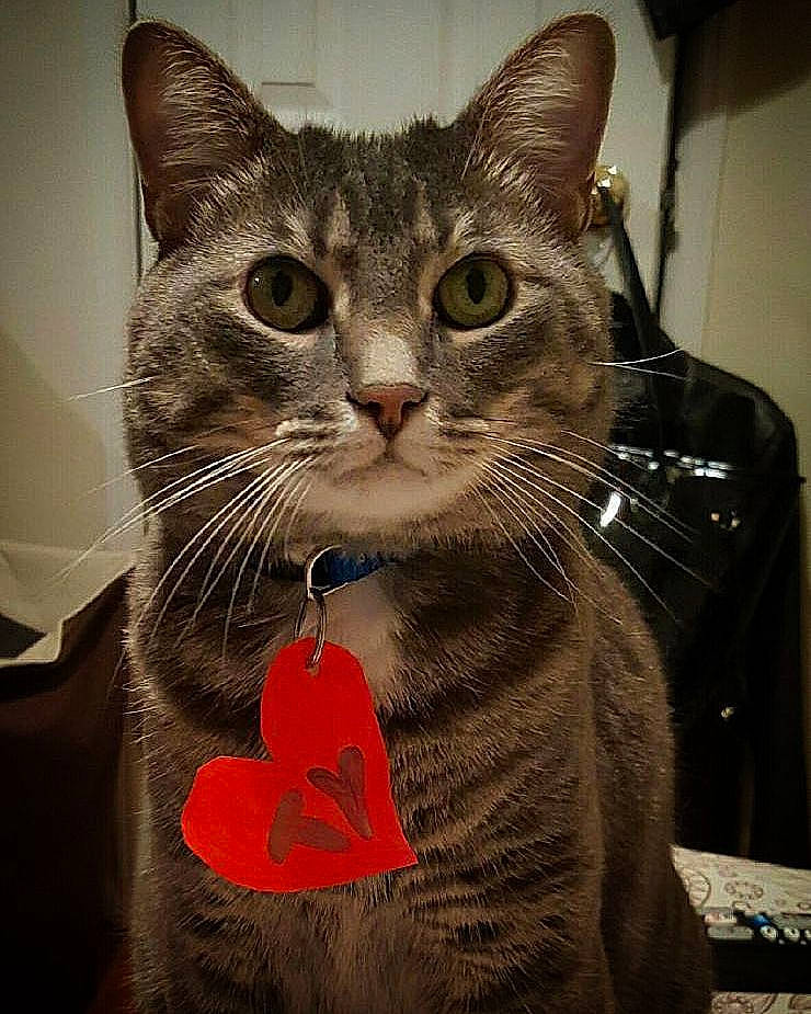 Leo is registered to the contest to win money with this photo: american_shorthair, asian, british_shorthair, carnivore, cat, chartreux, domestic_short_haired_cat, european_shorthair, felidae, kitten, small_to_medium_sized_cats, snout, tabby_cat, whiskers