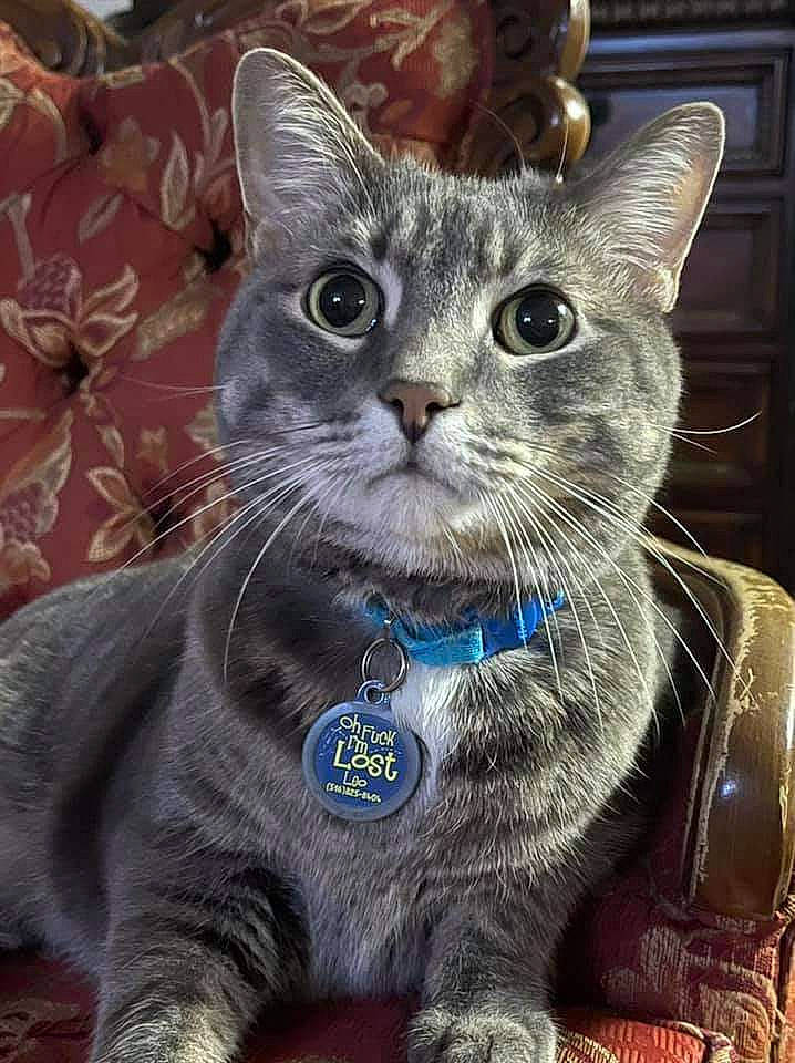 Leo is registered to the contest to win money with this photo: carnivore, cat, domestic_short_haired_cat, electric_blue, event, felidae, fur, photo_caption, small_to_medium_sized_cats, snout, terrestrial_animal, whiskers