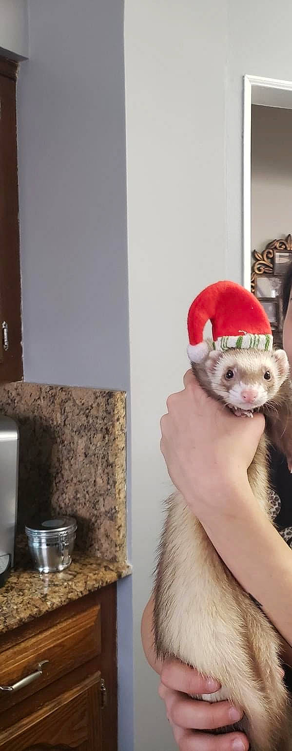 Kobe joined the competition — help win amazing prizes! carnivore, ferret, mammal, marten, mink, mustelidae, mustelinae, polecat, vertebrate, weasel, whiskers